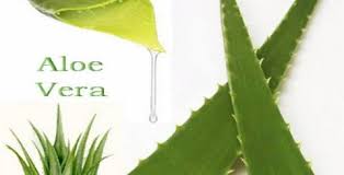 Use of Aloe Vera in Ayurveda