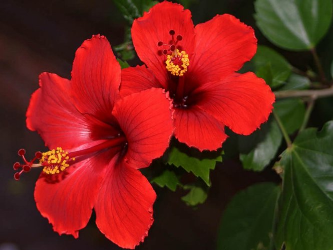 HIBISCUS FOR HAIR